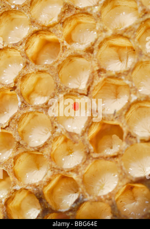 Acaro varroa (Varroa destructor o jacobsoni), un parassita in un dissigillato bee brood pettine con larve di fuco api (Apis mellifer Foto Stock