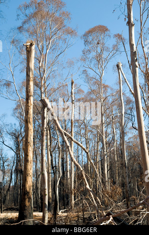 Devastazione e gli alberi caduti dopo un bushfire Foto Stock