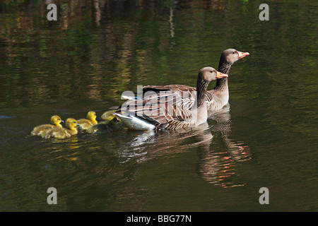 Coppia di oche Graylag (Anser anser) con pulcini, famiglia d'oca Foto Stock