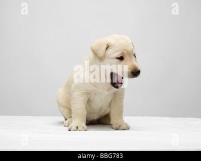 Unico cucciolo di Labrador seduto e sbadigliamento su un tavolo bianco, contro uno sfondo grigio Foto Stock