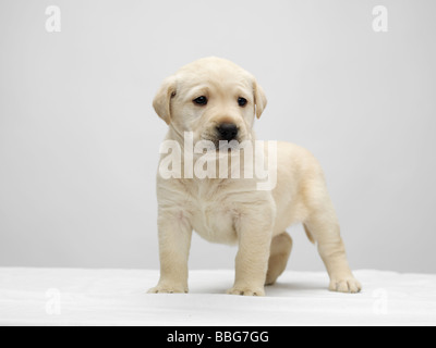 Unico cucciolo di Labrador in piedi su un tavolo bianco, contro uno sfondo grigio Foto Stock