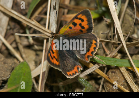 Rame piccola farfalla maschio Foto Stock