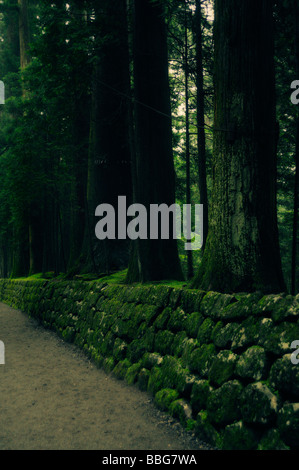 Pietre di muschio e tronco di albero. La passerella tra Tosho-gu il sacrario scintoista e Futurasan sacrario scintoista. Nikko. Prefetto di Tochigi. Giappone Foto Stock