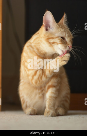 Lo zenzero tabby cat pulizia leccamento della zampa stessa grooming Foto Stock