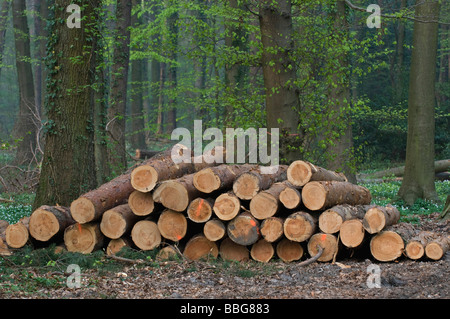 Appena tagliato il legno di pino rosso-contrassegnato tronchi nella foresta sono disponibili per il ritiro Foto Stock