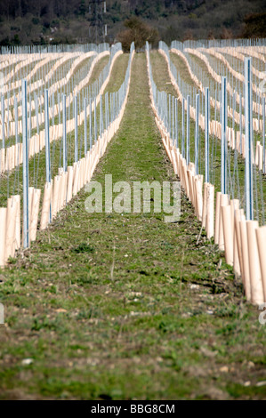 Righe di recente piantato vigneti nel Kent Foto Stock