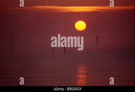 Cormorani appollaiato su reti al sole del mattino, Haffkrug, Schleswig-Holstein, Germania, Europa Foto Stock