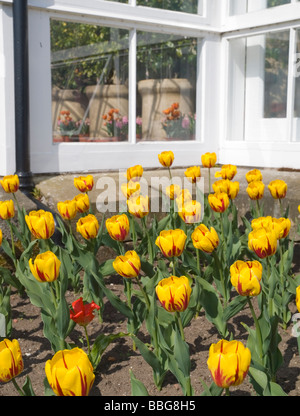 Un letto di rosse e molla gialla tulipani. Foto Stock