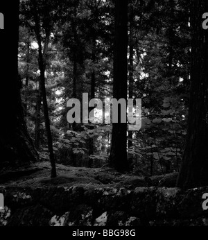 Pietre di muschio e tronco di albero. La passerella tra Tosho-gu il sacrario scintoista e Futurasan sacrario scintoista. Nikko. Prefetto di Tochigi. Giappone Foto Stock