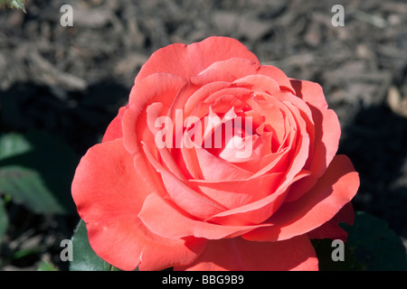 Una rosa artistica tè ibrido. Foto Stock