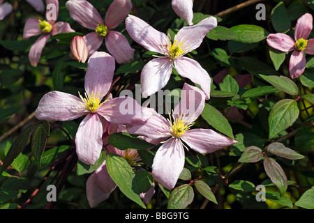 Fioritura la clematide cultivar Spooneri Rosea (Clematis Spooneri ibrido rosea) pianta rampicante Foto Stock