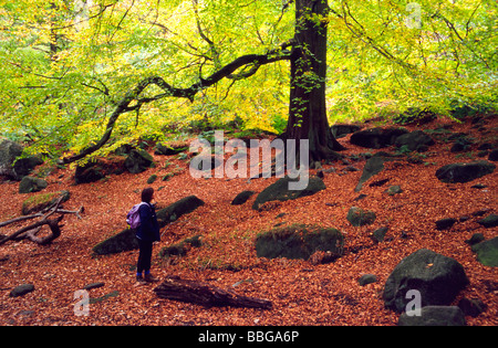 Femmina permanente walker guardando i colori autunnali in legno Padley,Derbyshire,'Gran Bretagna" Foto Stock