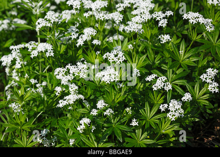 La fioritura delle piante Woodruff, dolce Woodruff, Wild bimbo di respiro (Galium odoratum), pianta medicinale, pianta aromatica, velenosi pla Foto Stock