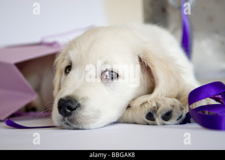 8 settimana fa il Golden Retriever cucciolo Foto Stock