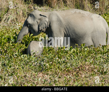 Femmina selvatica elefante indiano (Elephas maximus indicus) con un bambino di mangiare le piante di acqua ai margini di un lago. Foto Stock