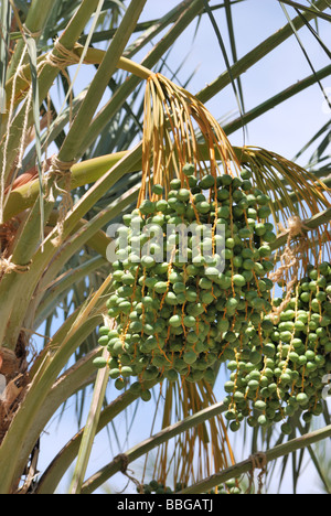 La coltivazione di frutta in una data struttura Palm Tree al Palm Arboretum oasi azienda agricola Ca termica Foto Stock