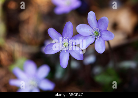 Fiori di Kidneywort o Liverwort (Hepatica nobilis o Anemone hepatica) Foto Stock