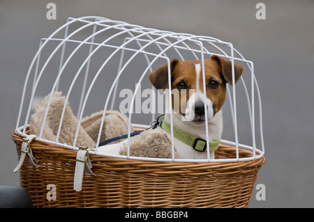 Jack Russell Terrier in bicicletta paniere con coperchio maglia guardando il visore Foto Stock