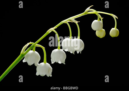 Il giglio della valle (convallaria majalis) Foto Stock