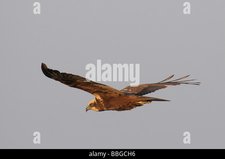 Femmina Western Marsh Harrier (Circus aeruginosus) in volo Foto Stock