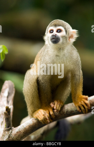 Scimmia di scoiattolo - Yasuni National Park - Provincia di Napo, Ecuador Foto Stock