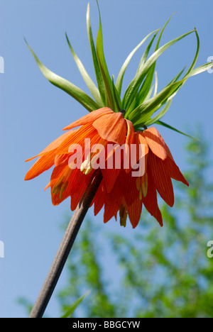 Fiore di una corona imperiale o Kaiser a corona (Fritillaria imperialis) contro un cielo blu Foto Stock