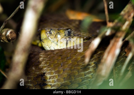 Fer-de-lancia snake - Yasuni National Park - Provincia di Napo, Ecuador Foto Stock