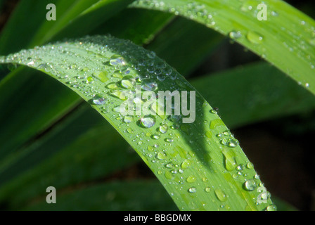 Wassertropfen auf Blatt waterdrop sulla lamina 11 Foto Stock