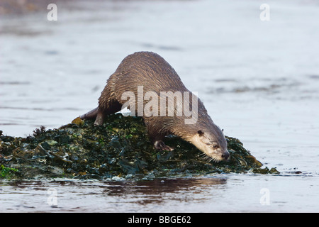 Nord America Lontra di fiume (Lutra canandensis) presso la costa del Pacifico, Penisola Olimpica, Washington, Stati Uniti d'America Foto Stock