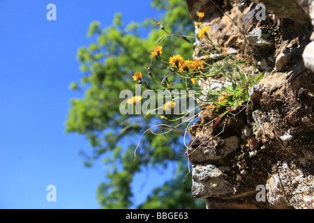 Piante e fiori gialli crescono sulle rovine della Abbazia di Waverley Surrey in Inghilterra Foto Stock