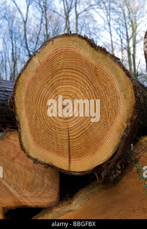 Anelli albero sul log tagliati Foto Stock