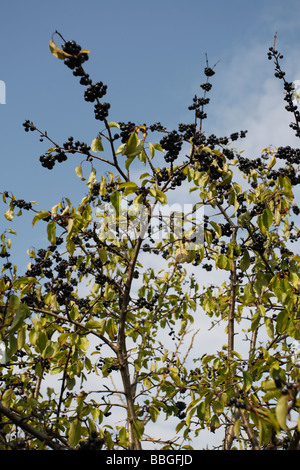 ALDER FRANGOLA Frangula alnus arbusto con bacche Foto Stock