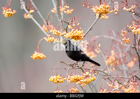 Merlo Turdus merula mangiare maschio ROWAN BERRY Foto Stock