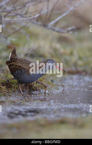 Porciglione Rallus aquaticus a piedi attraverso il fondale basso Foto Stock