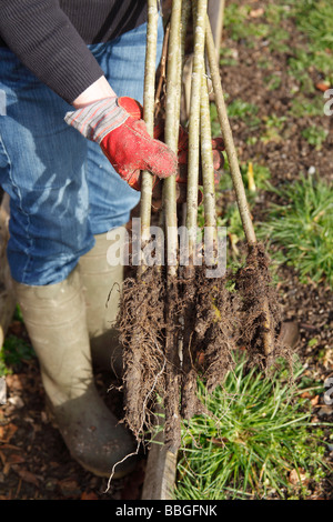 Radicata WILLOW fruste pronti per la semina Foto Stock