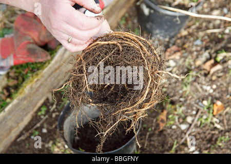 POT ASPARAGI GRWN pianta che mostra il sistema di radice Foto Stock