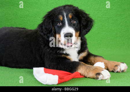 Giovani Bovaro del Bernese con santa hat isolato su verde Foto Stock