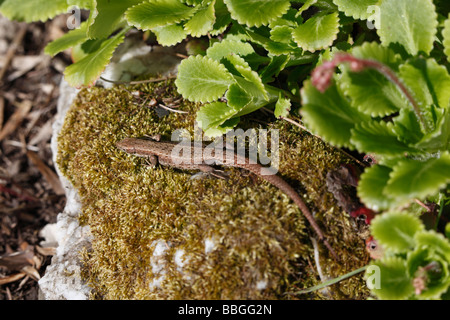 Lucertola comune Lacerta vivipara crogiolarsi su rockery Foto Stock