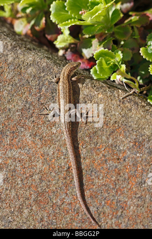 Lucertola comune Lacerta vivipara crogiolarsi su rockery Foto Stock