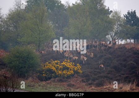 Red Deer Cervus elaphus mandria in esecuzione nel recinto sul Dunwich heath Foto Stock