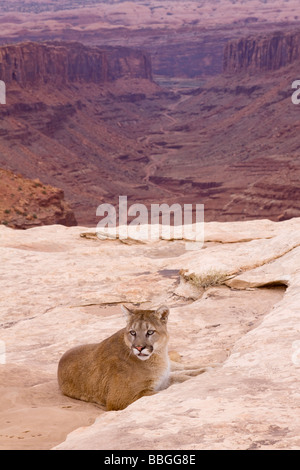 Mountain lion, cougar, puma, sulla collina che si affaccia sul canyon lungo, Colorado Plateau, Utah Foto Stock