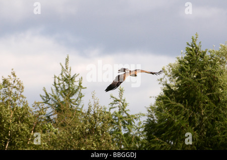 Indian Tawny Eagle Aquila rapax Centro internazionale di uccelli rapaci flying display Foto Stock