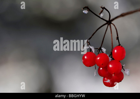 Viburno-rose viburnum (Viburnum opulus), bacche in inverno, Svizzera Argovia Foto Stock