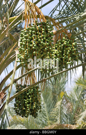 Date in crescita in un albero di palma al Palm Arboretum oasi azienda agricola Ca termica Foto Stock