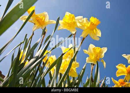 Narcisi e cielo blu. Bramhall, Stockport, Greater Manchester, Regno Unito. Foto Stock