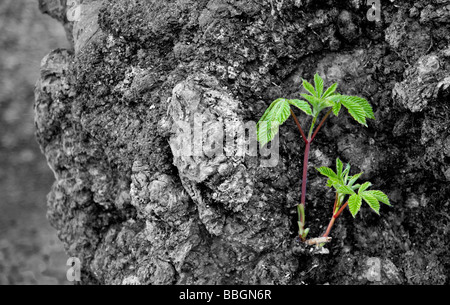 Corteccia di un albero con la ricrescita in Bramhall Park. Bramhall, Stockport, Greater Manchester, Regno Unito. Foto Stock