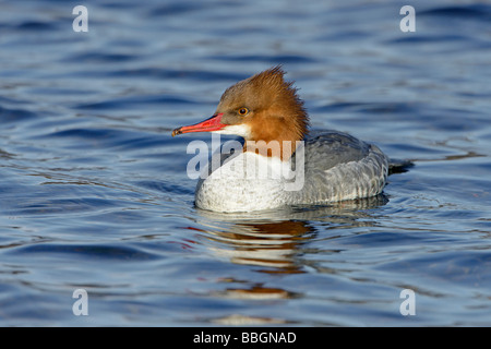 Smergo maggiore Mergus merganser nuoto femminile sul lago in Snowdonia North Wales UK Febbraio smergo maggiore Foto Stock