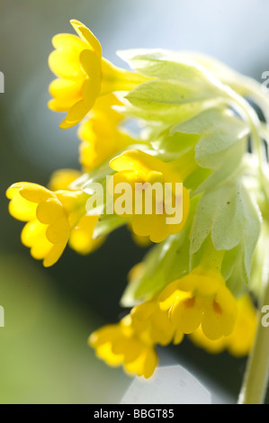 Cowslips (Primula veris) Vista ravvicinata Foto Stock