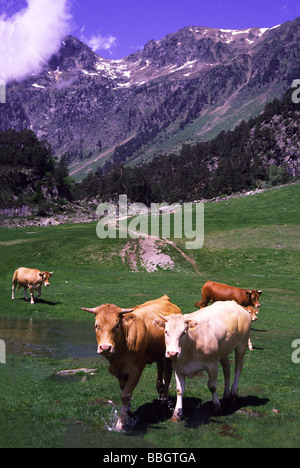 Francia;Pirenei;Valle del Marcadau;panorama alpino; con le mucche sui loro pascoli estivi; Foto Stock