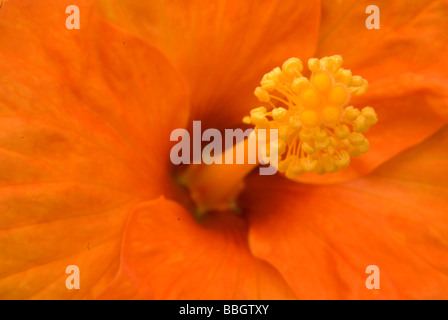 Hibiscus sp., ibisco, Malvaceae Foto Stock